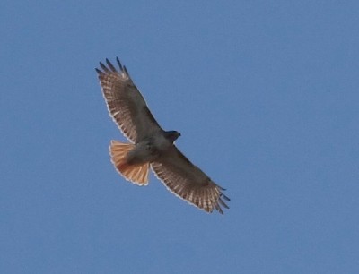 Red-tail Hawk