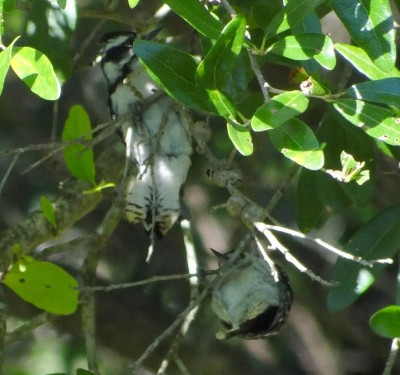 Downy Woodpeckers