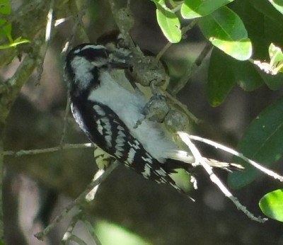Downy Woodpeckers