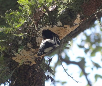 Downy Woodpeckers