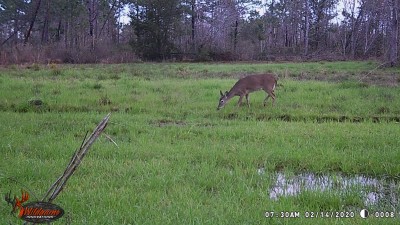 This is the doe he was trailing on Valentine's Day.