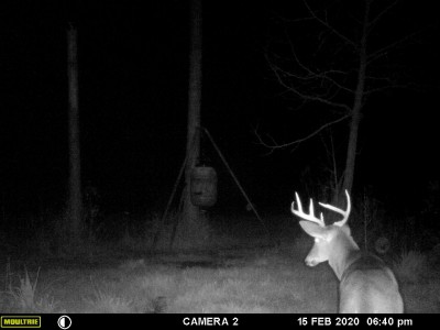 At 1st I thought this was the same deer but his right side is different.