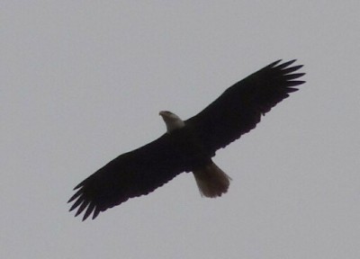 Bald Eagle