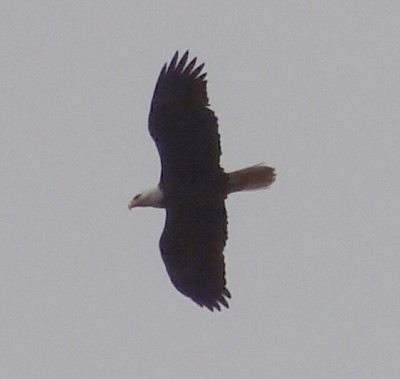 Bald Eagle