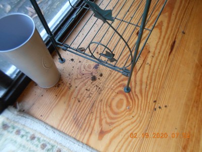 Every morning a small amount of potting soil was on the floor.