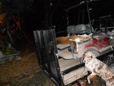Cart on trailer with dog investigating