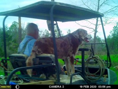 Big dog in the deer woods