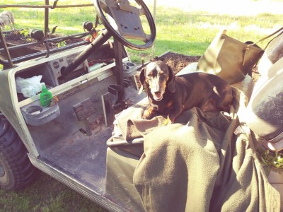 Little dog in the yard, that's Miss Joy's garden bag next to him on the seat. He's probably supervising or waiting for a cat to come by.