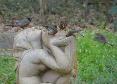 Robins and Cedar Waxwings