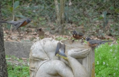 Robins and Cedar Waxwings
