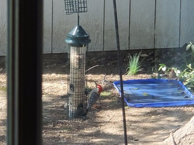 Red Bellied Woodpecker