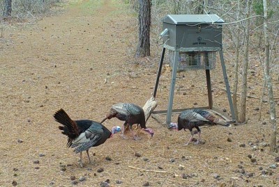 March Turkeys.JPG