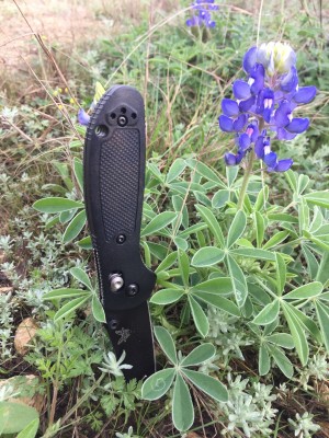 bluebonnet.jpg