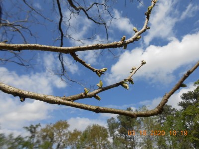 Pecan tree budding
