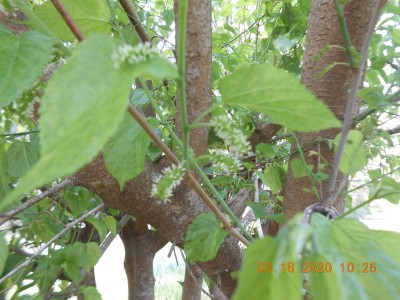 Mulberry's setting on fruit