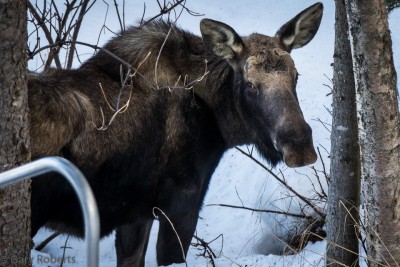 Moose by the metal walkway to the river