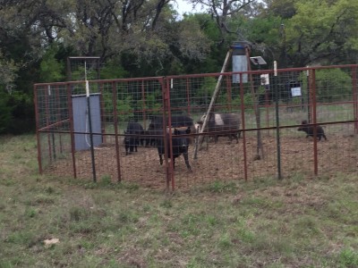 hogs.jpg