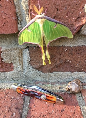 EDC366.jpg