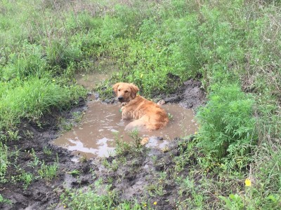 mud.jpg