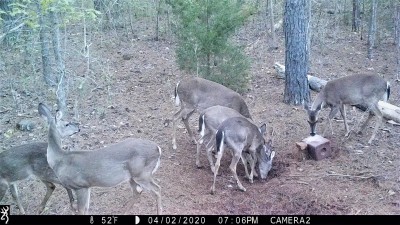 Salt Block Deer #2.JPG