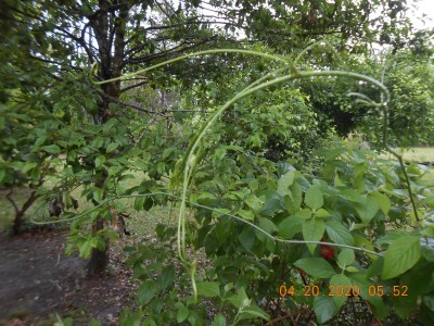 001.JPG (378.18 KiB) Viewed 1720 times Smilax (green brier) growing wild