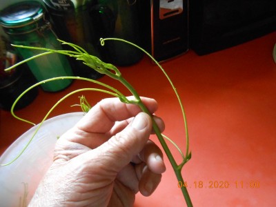 A freshly harvested tip