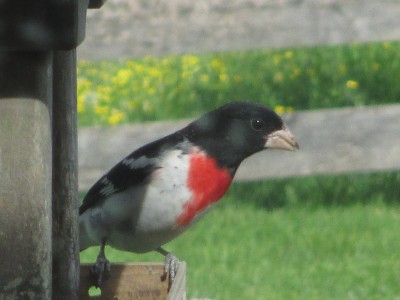 IMG_6808.JPG