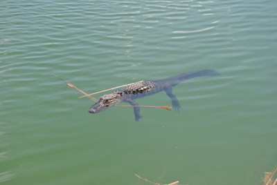 DSC_1521.JPG