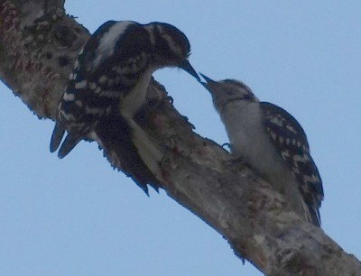 Downy Woodpecker