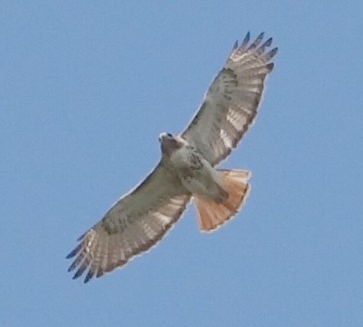 Red Tail Hawk