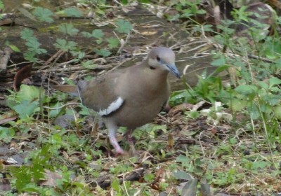 White Wing Dove12.jpg