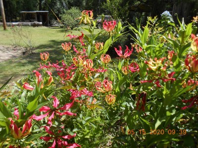 Gloriosa Lily aka Fire lily