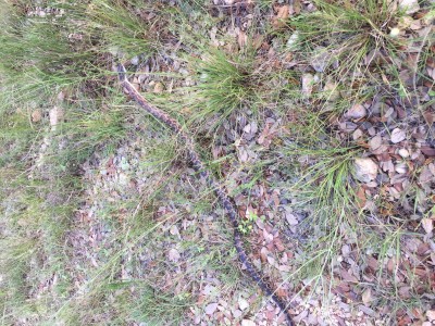 snake 1.JPG