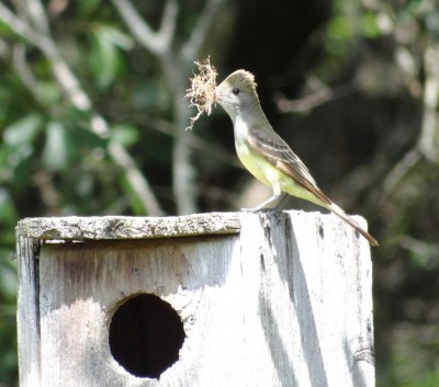 Great Crested Flycatcher