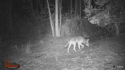Wiley E. on patrol.