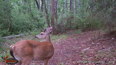 Bambi's growing his rack.