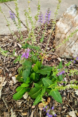 Meadow sage