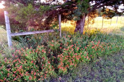 Indian blanket, aka Firewheel