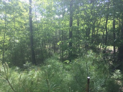 IMG_1163.JPG