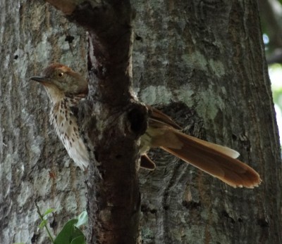 Brown Thrasher