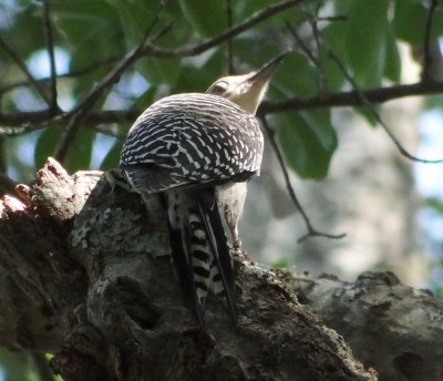 Red-bellied Woodpecker.jpg