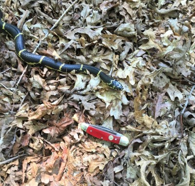 Kingsnake & Copperhead.jpg
