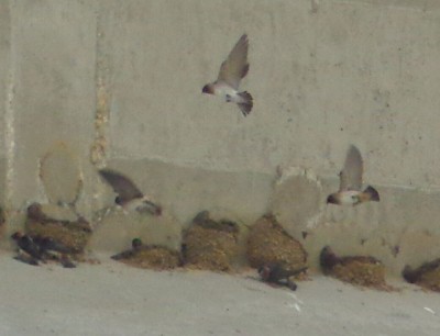 Swallows