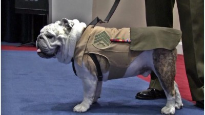 Marine_Corps_mascot__Sgt__Chesty_XIV__re_1_52988931_ver1_0.jpg