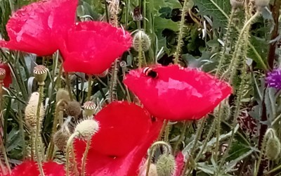 Flowers by my car.