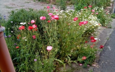 More flowers by my car.