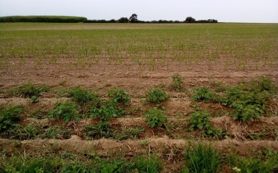 Potatoes &amp; corn.