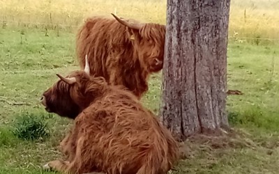 Scratching