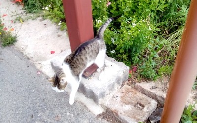 Wanting to go in the house.