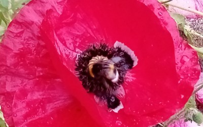 Bumblebee's love these flowers! :-)